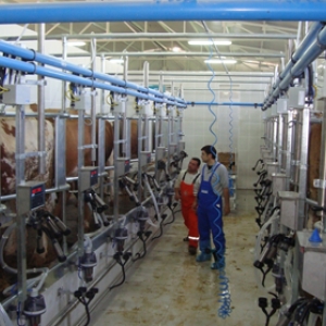 LARGE MANAGEMENT MILK MILKING SYSTEM